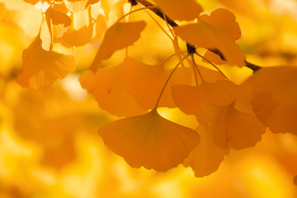 ginkgo-biloba-NARANJA